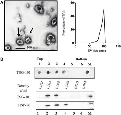 Exosomes Isolated from Ascites of T-Cell Lymphoma-Bearing Mice Expressing Surface CD24 and HSP-90 Induce a Tumor-Specific Immune Response